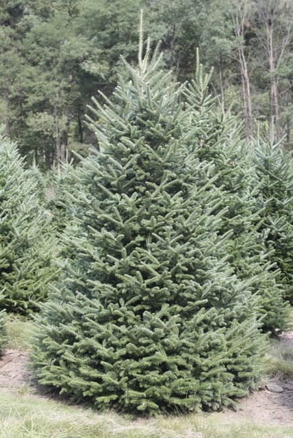 Frasier firs have strong branches and silver sage needles