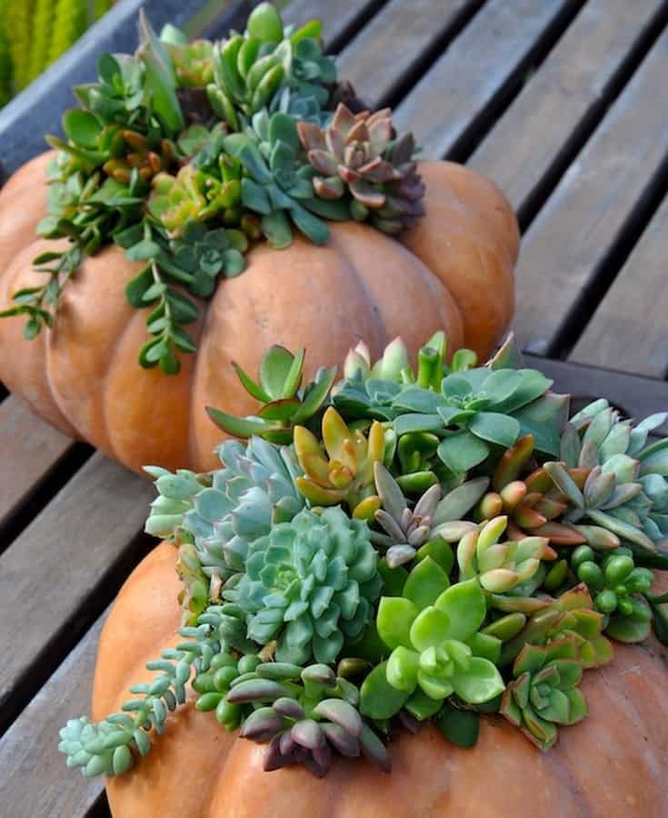 succulents arranged in pumpkin pots