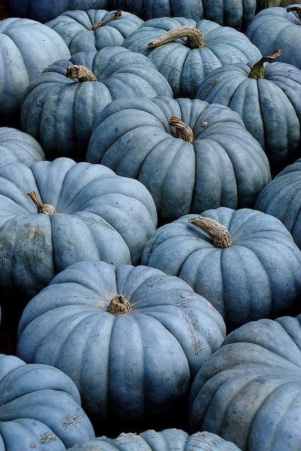 blue pumpkins make for an unusual holiday decoration