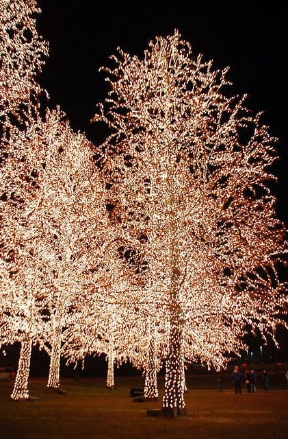 outdoor holiday lights illuminate trees