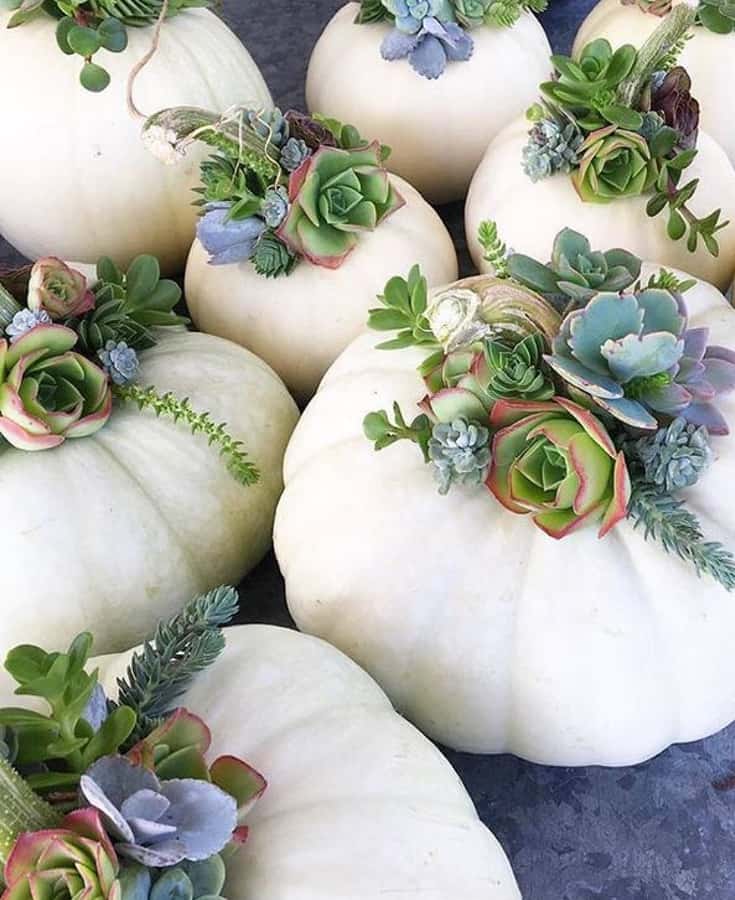 white pumpkins stuffed with succulents for holiday table arrangement