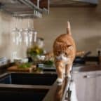 Cat on kitchen counter