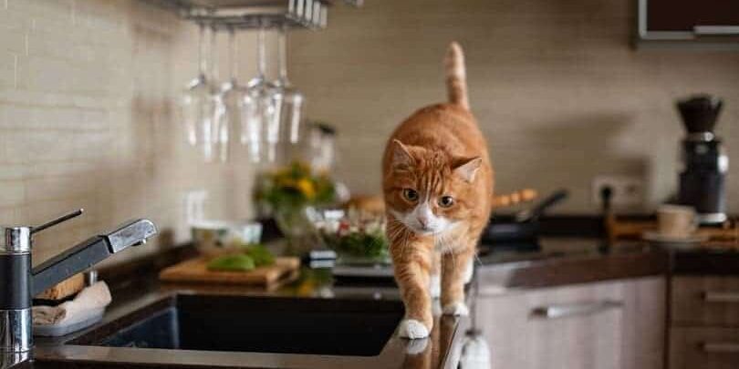 Cat on kitchen counter Cat on kitchen counter