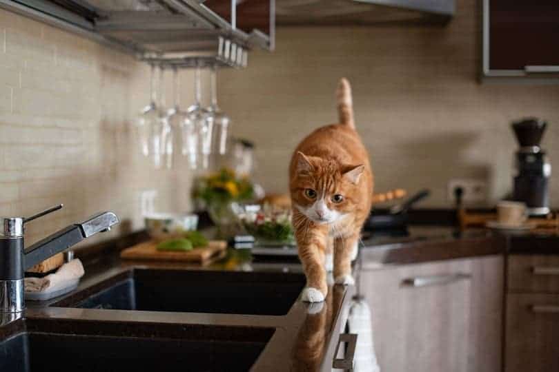 Cat on kitchen counter