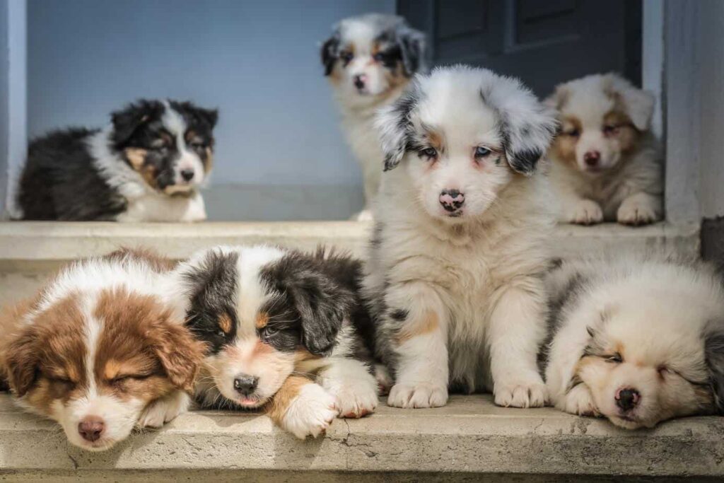 Small pack of dogs