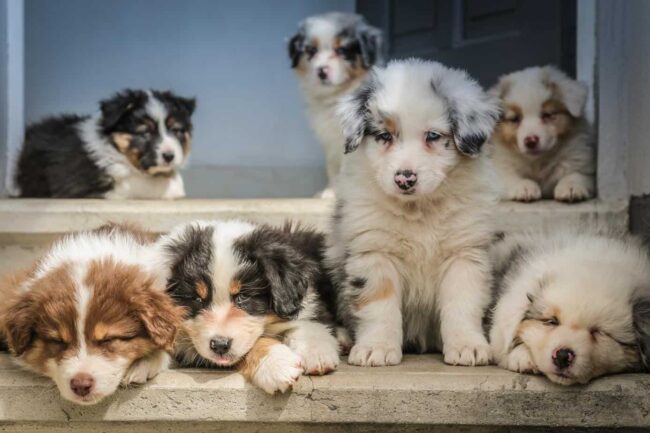 Small pack of dogs Small pack of dogs