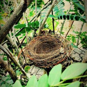 Empty nest