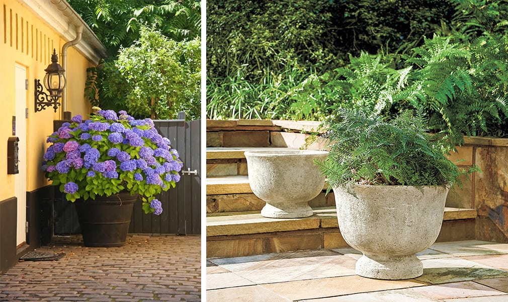 Shrubs in pots