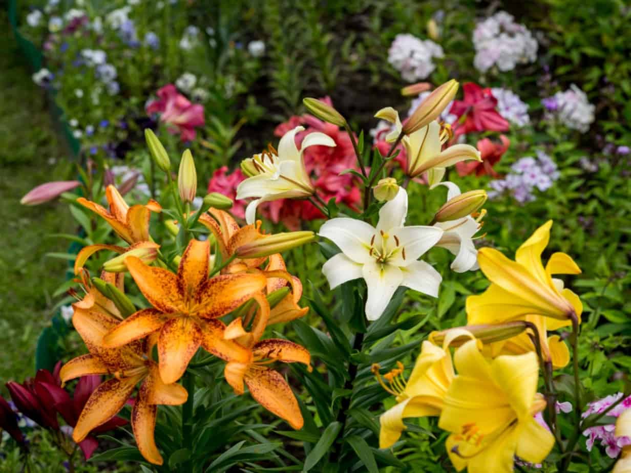 Lily flowers